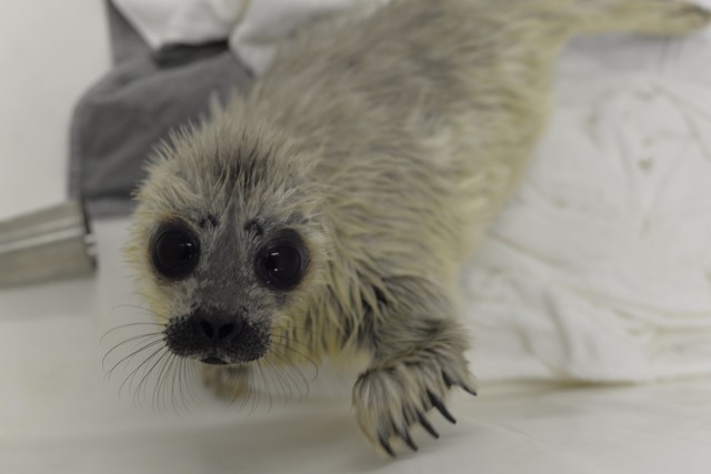 Zoologists showed a photo of a small seal, Ksyusha, rescued in St. Petersburg - Animals, Seal, The rescue, Kindness, Longpost