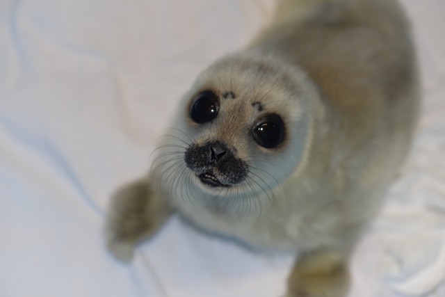 Zoologists showed a photo of a small seal, Ksyusha, rescued in St. Petersburg - Animals, Seal, The rescue, Kindness, Longpost