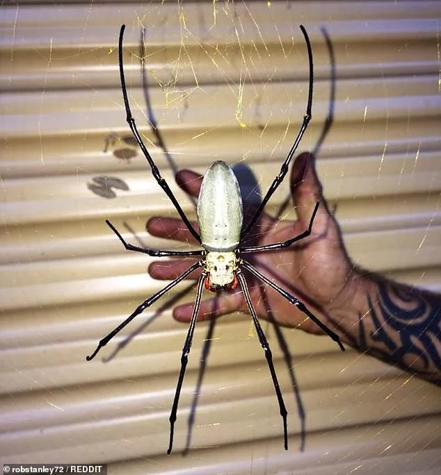 A giant spider began to “guard” an Australian woman’s garage - Australia, Spider, Longpost