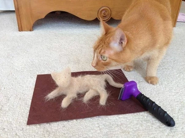 Scratching strong and independent - cat, It seemed, Wool, Comb, Furminator