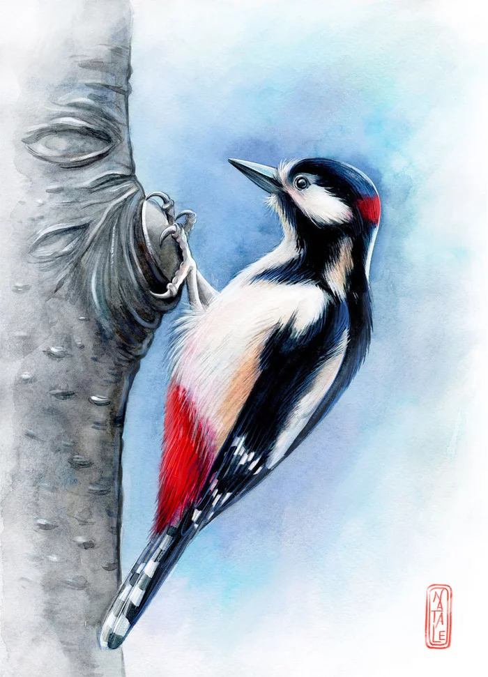 Post #7251695 - Art, Drawing, Woodpeckers, Natale