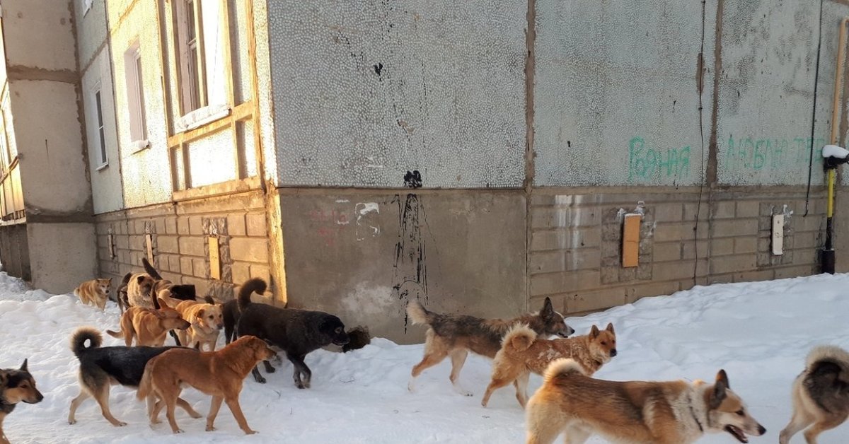 Отлов собак нижневартовск фотографии отловленных