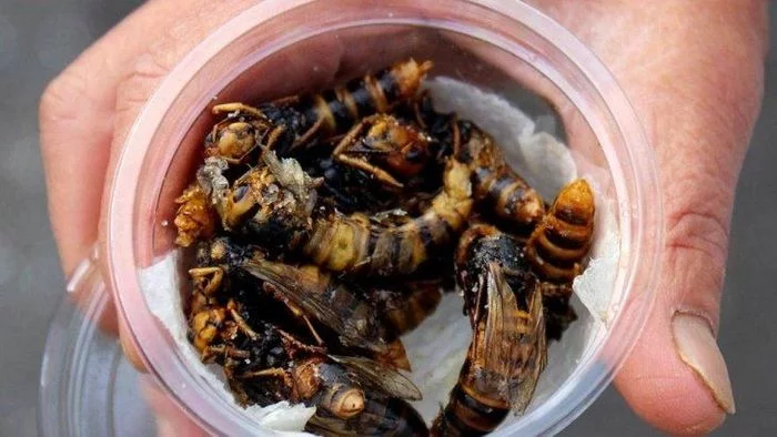 Fried wasps - a Japanese delicacy - Bees, Wasp, Japan, Delicacy, Food, Unusual, Interesting, Kitchen, Longpost