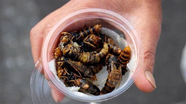 Fried wasps - a Japanese delicacy - Bees, Wasp, Japan, Delicacy, Food, Unusual, Interesting, Kitchen, Longpost