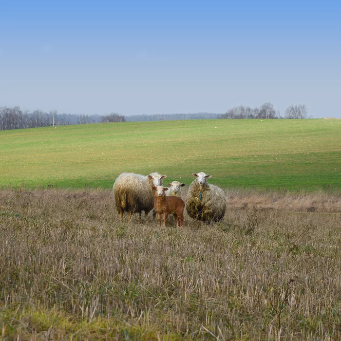 Family photo session - My, Republic of Belarus, The photo, Travels, Animals