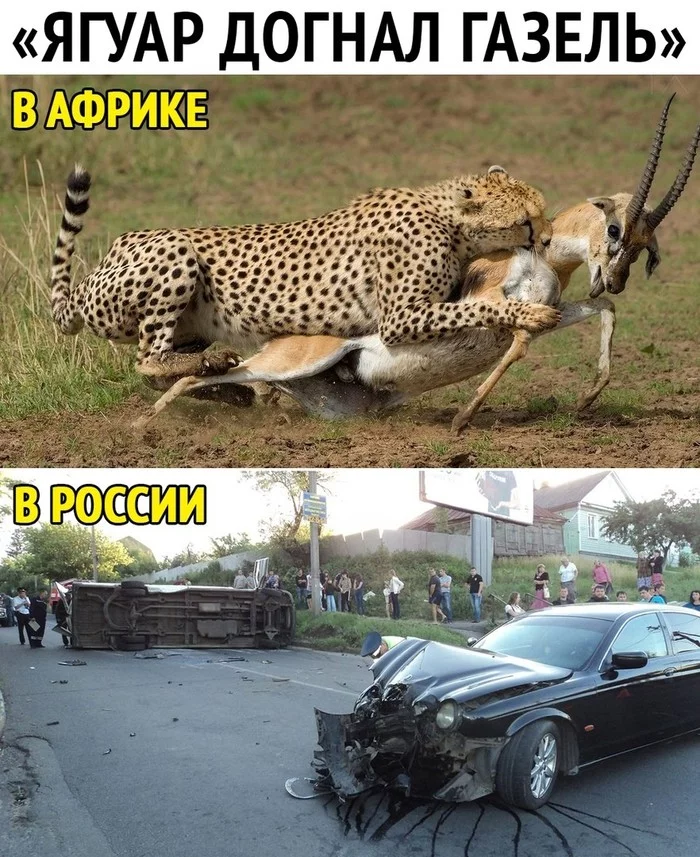 Ох этот русский язык... - Газель, Авто, Африка, Россия, Гепард, ДТП, Jaguar