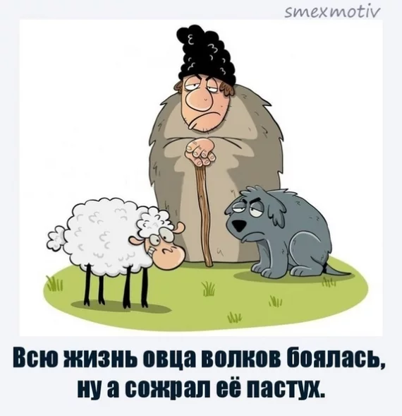 Всю жизнь овца волков боялась, а съел ее пастух - Пословицы и поговорки, Пастух, Бараны, Волк