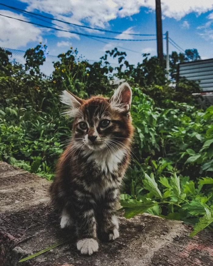 Cat for evaluation :) - My, cat, Animals, The photo, Telephone, Pets