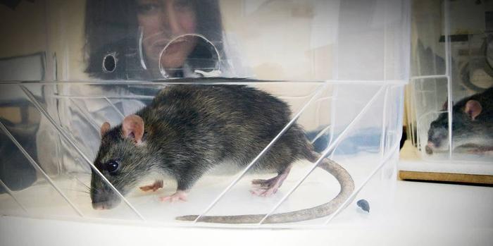 Smell for illness. How scientists from Rostov-on-Don teach rats to recognize cancer - My, Rat, The science, Research, Oncology, Crayfish, Disease, Longpost