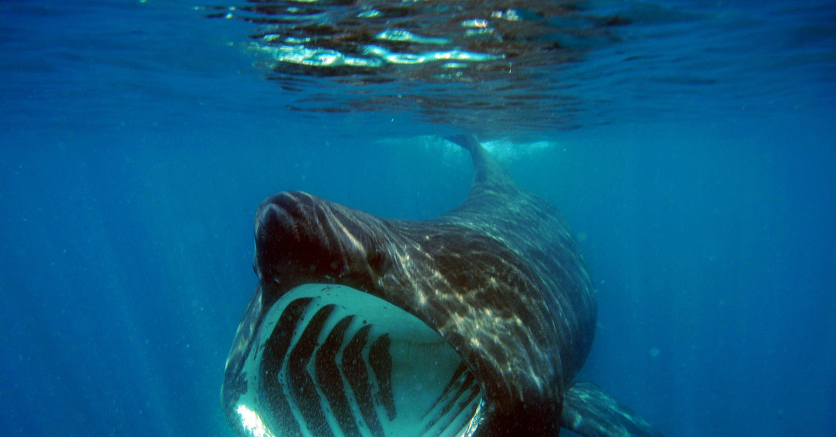 Слоновая акула. Гигантская акула (basking Shark). Cetorhinus Maximus акула. Большая акула Cetorhinus Maximus. Гигантская (или исполинская) акула.