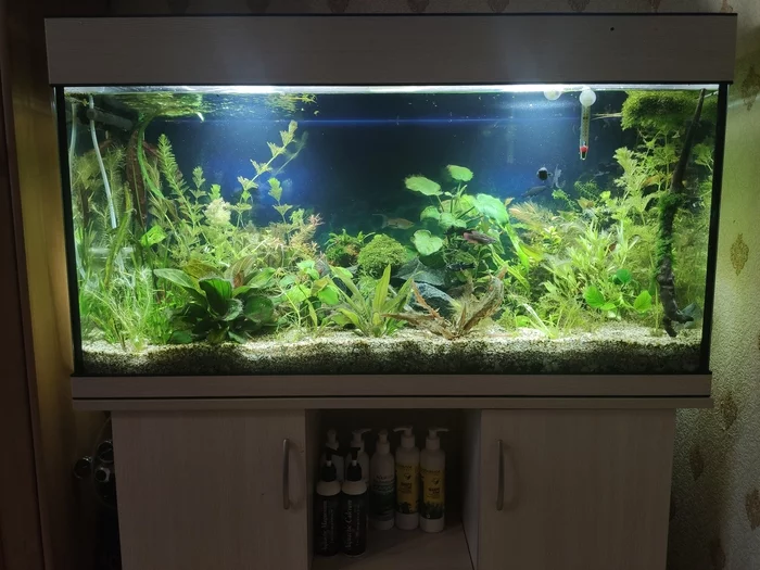 TV for evening relaxation - My, Aquarium, Aquarium, Aquarium plants, Aquarium fish