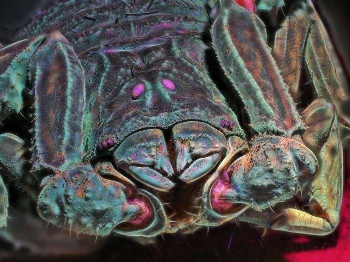 Скорпион в ультрафиолете