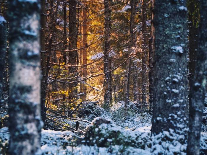 Dwarf Gold - My, The photo, Landscape, Forest, Leningrad region, Olympus