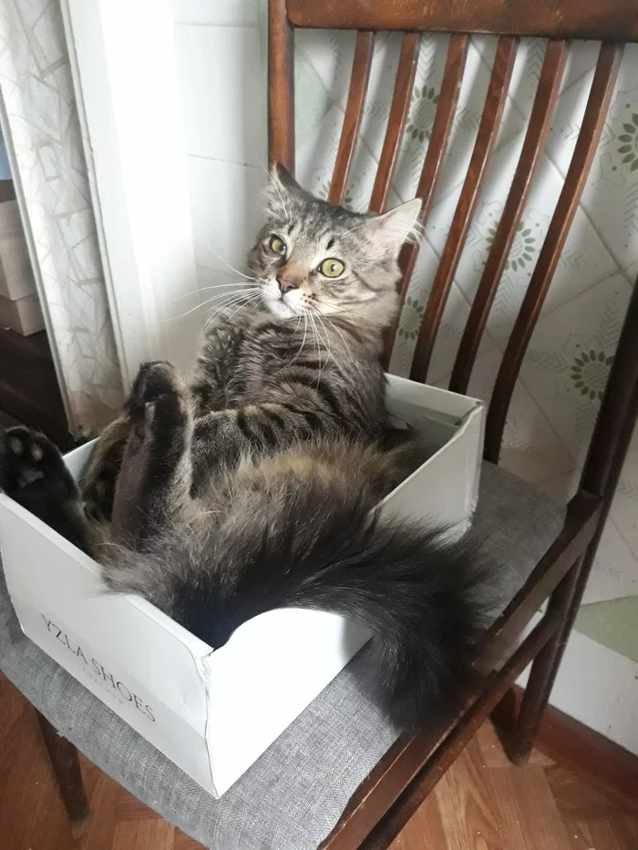 Cat in a box - My, cat, Box and cat