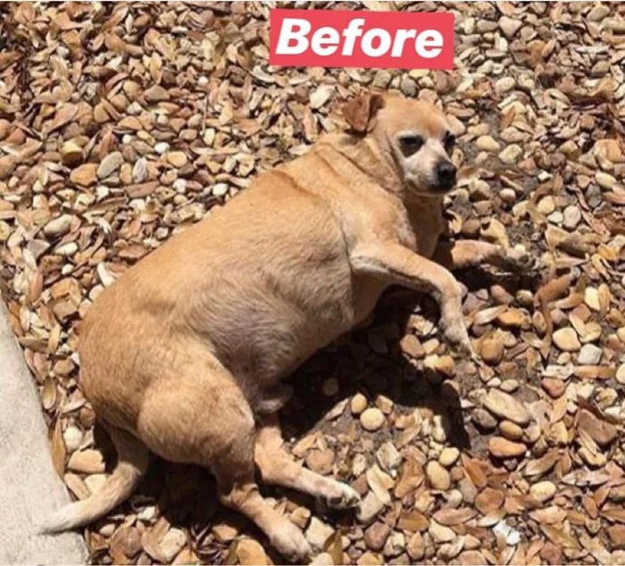 A fat chihuahua was put on a diet and taught to walk - Dog, Diet, Longpost, Chihuahua