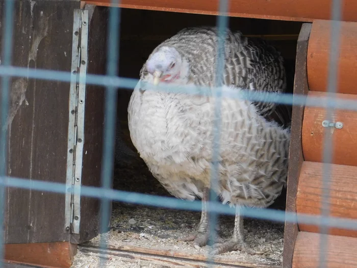 Minizoo in TsPKiO. 02/23/2020 - My, Pheasant, Golden pheasant, Zoo, Cpcchio, Saint Petersburg, Longpost