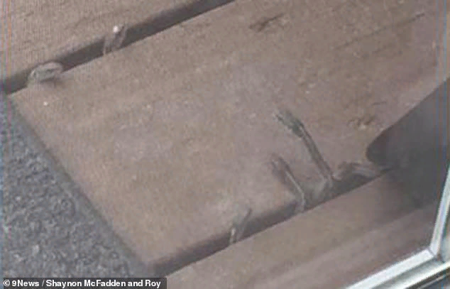 A family in the USA bought a house in which 150 snakes were hiding - news, Snake, House, Lair, Video, Longpost