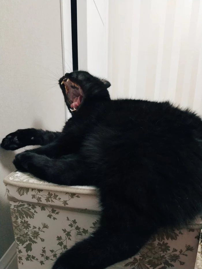 Turn off the kampuchter, it's time to sleep - My, cat, Black cat, Catomafia, Yawn