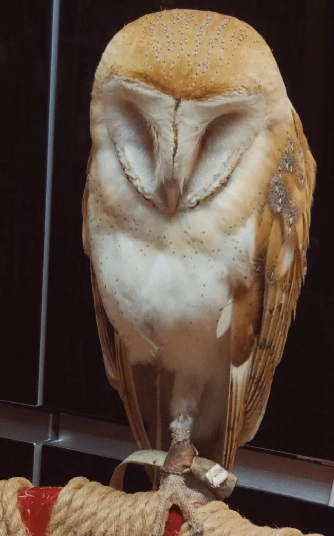 Owl falls asleep - My, Owl, Barn owl, Birds, Animals, Milota, Predator birds, House owls, Blog