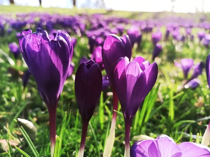 With the first day of spring - My, Spring, Flowers, Mobile photography