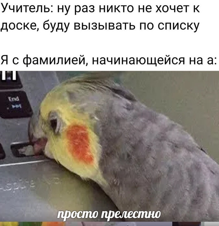 Если это не популярность то что это мем с попугаем. Смотреть фото Если это не популярность то что это мем с попугаем. Смотреть картинку Если это не популярность то что это мем с попугаем. Картинка про Если это не популярность то что это мем с попугаем. Фото Если это не популярность то что это мем с попугаем