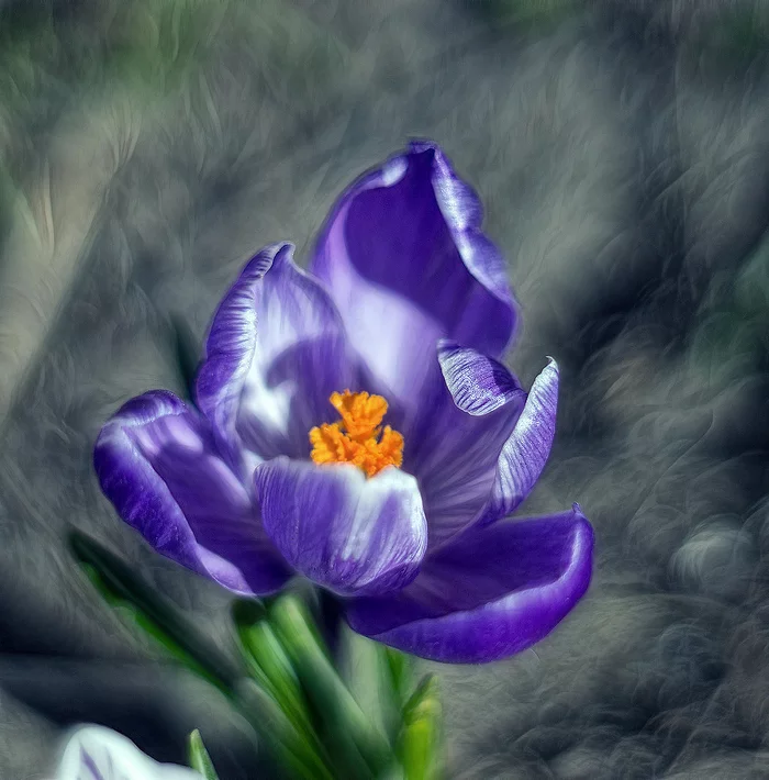 Air of spring - My, Macro photography, Flowers, Air, Bokeh, Bochetto