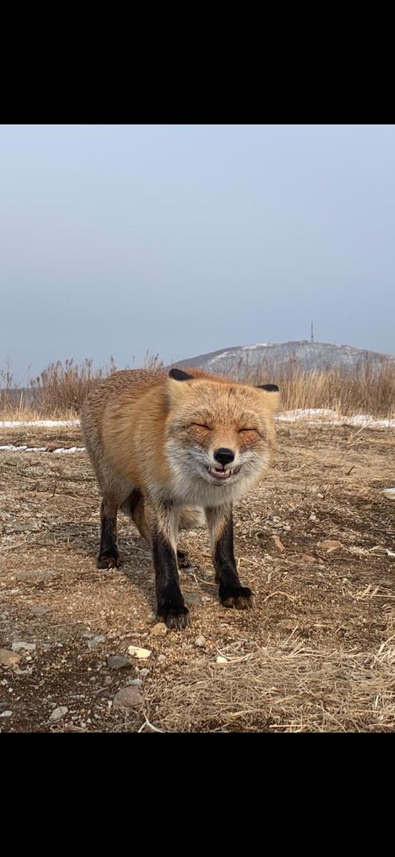 Sly red face - My, Fox, Russian island, Video, Longpost