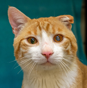 When you're a ginger cat - My, Animal shelter, Canada, Catomafia, Calgary, In good hands, cat, Video