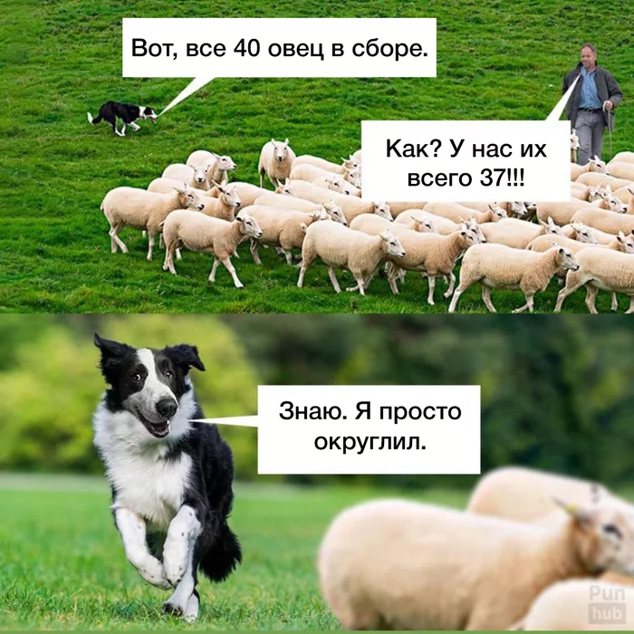 A good boy is forgiven) - Dog, Shepherd, Herding dogs, rounding, Mathematics, Milota, Border Collie