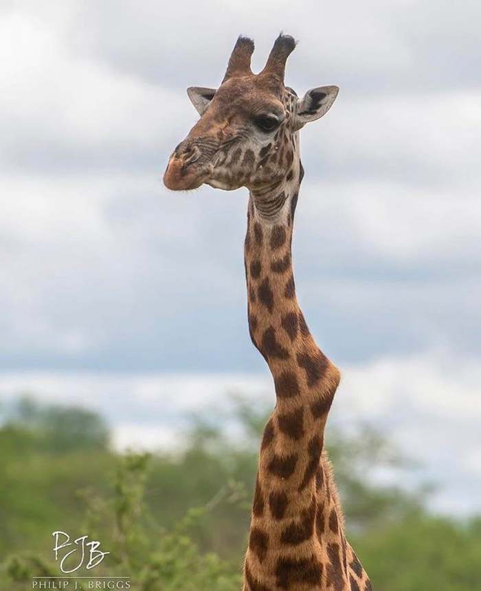 Sad giraffe with a broken neck - Giraffe, Neck