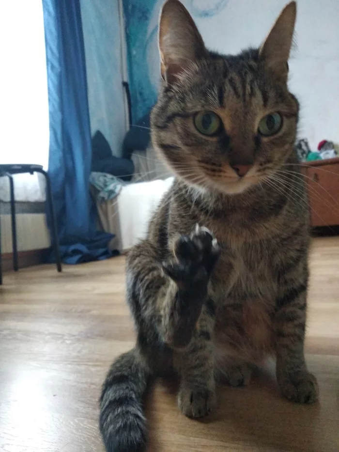 When they didn't give a high five - My, cat, Catomafia, Paws, Hoba