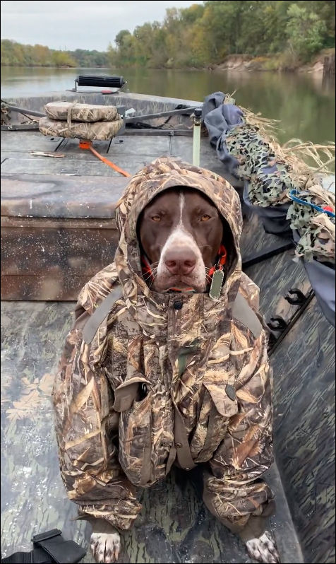 A real hunter - Dog, Hunting, Brutality