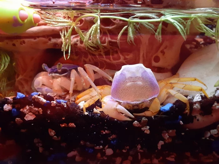 First molt - My, Rainbow crabs, Aquarium