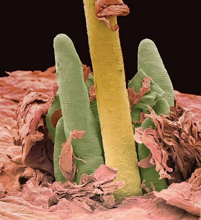 Макрофото о секретах нашего тела Биология, Длиннопост, Электронный микроскоп, Микросъёмка