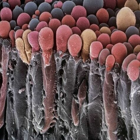 Macro photo about the secrets of our body - Biology, Longpost, Electron microscope, Microfilming