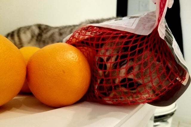 Looks like one of the oranges has gone bad - The photo, cat, Net, Orange