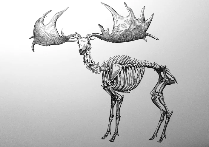 Megaloceros - My, Paleontology, Skeleton, Drawing, Deer, Old man, Engraving