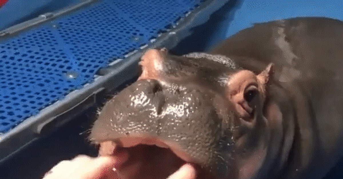 Fiona the hippo enjoys her monthly dental checkup - hippopotamus, Fiona, Teeth, Dentistry, Milota, GIF