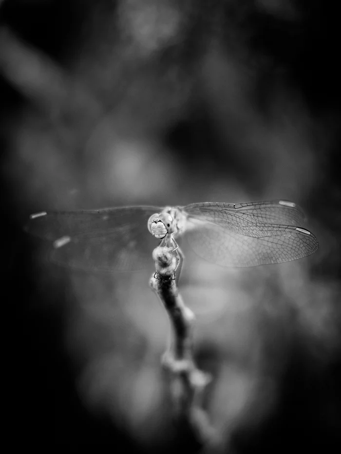 Continuation of the post “Dragonfly” - My, Astrakhan, Dragonfly, The photo, Nikon d3000, Nikkor 35mm 18G, Reply to post, Longpost