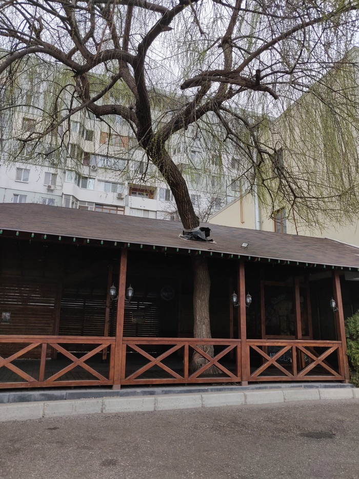 Сохранили дерево