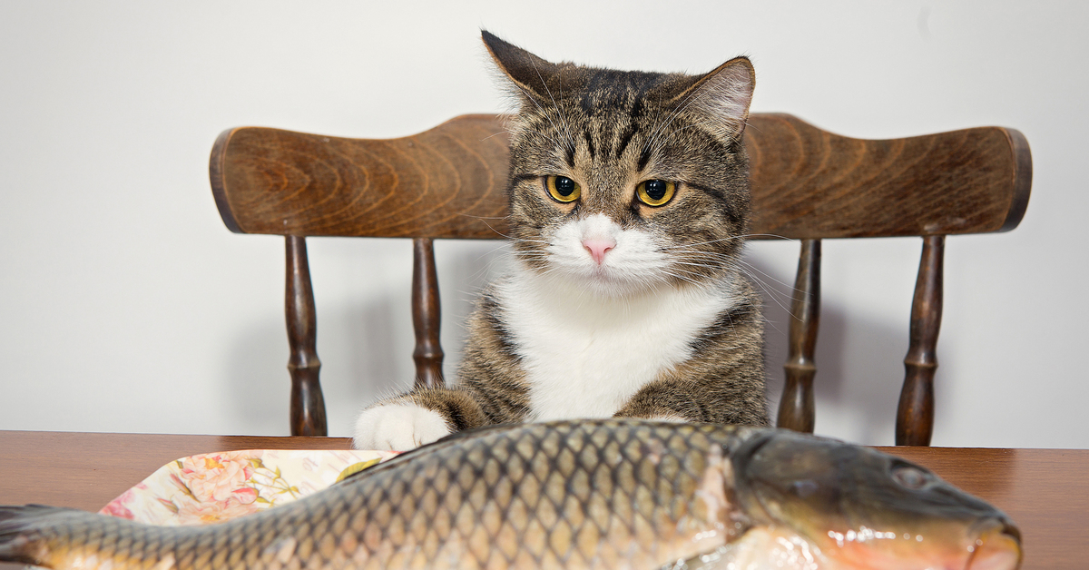 Почему хочу рыбу. Рыба кошка. Коты с рыбой. Прикольные рыбы. Котик с рыбкой.