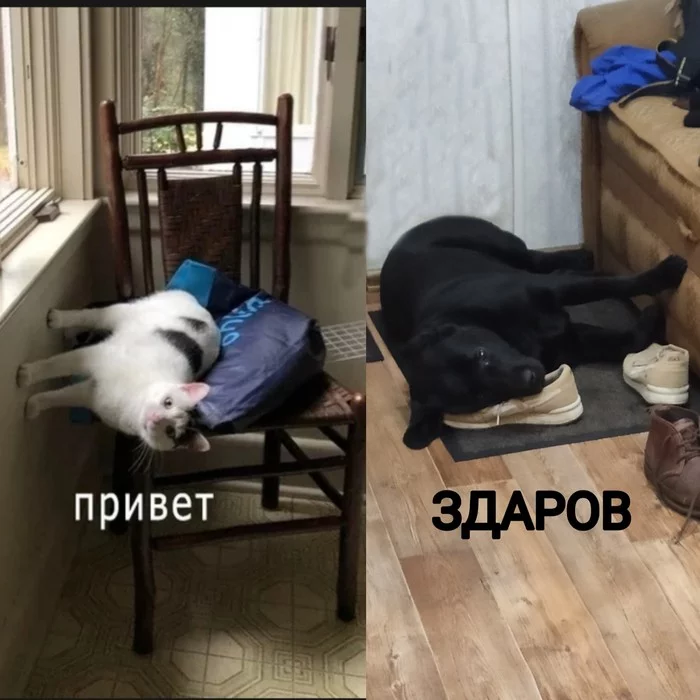 Superposition challenge - My, Dog, Memes, We can repeat, Superposition, cat