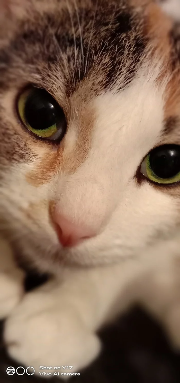 My beauty! - , Tricolor cat, Pets, Longpost