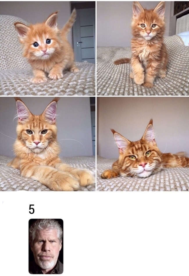 5 stages of maturing Maine Coon - Maine Coon, cat, Growing up, Ron Perlman