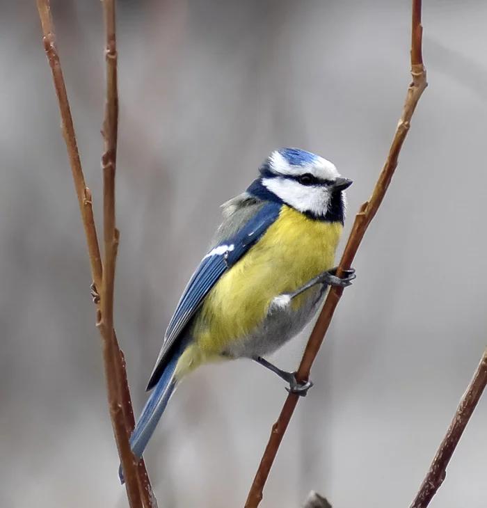 Blue tit - My, Ornithology, Tit, Hobby, Nature, Schelkovo, Photo hunting, Forest, Longpost