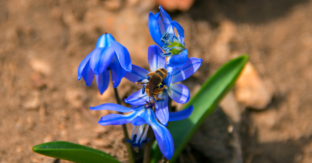 Пролеска Сибирская Scilla Siberica