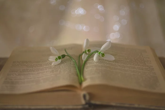 Romance with snowdrops - My, Snowdrops flowers, Spring, Old books, Helios-44