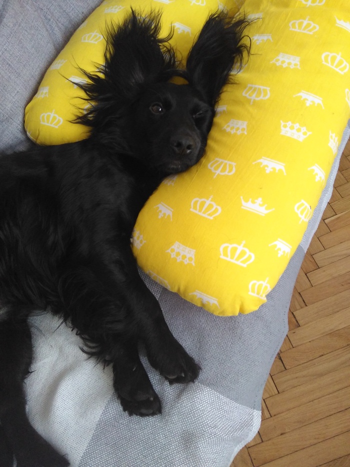 Выходной у песеля