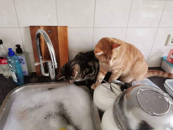 Помощники учатся мыть посуду