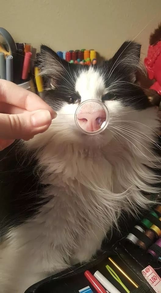 Piglet - cat, Nose, Longpost